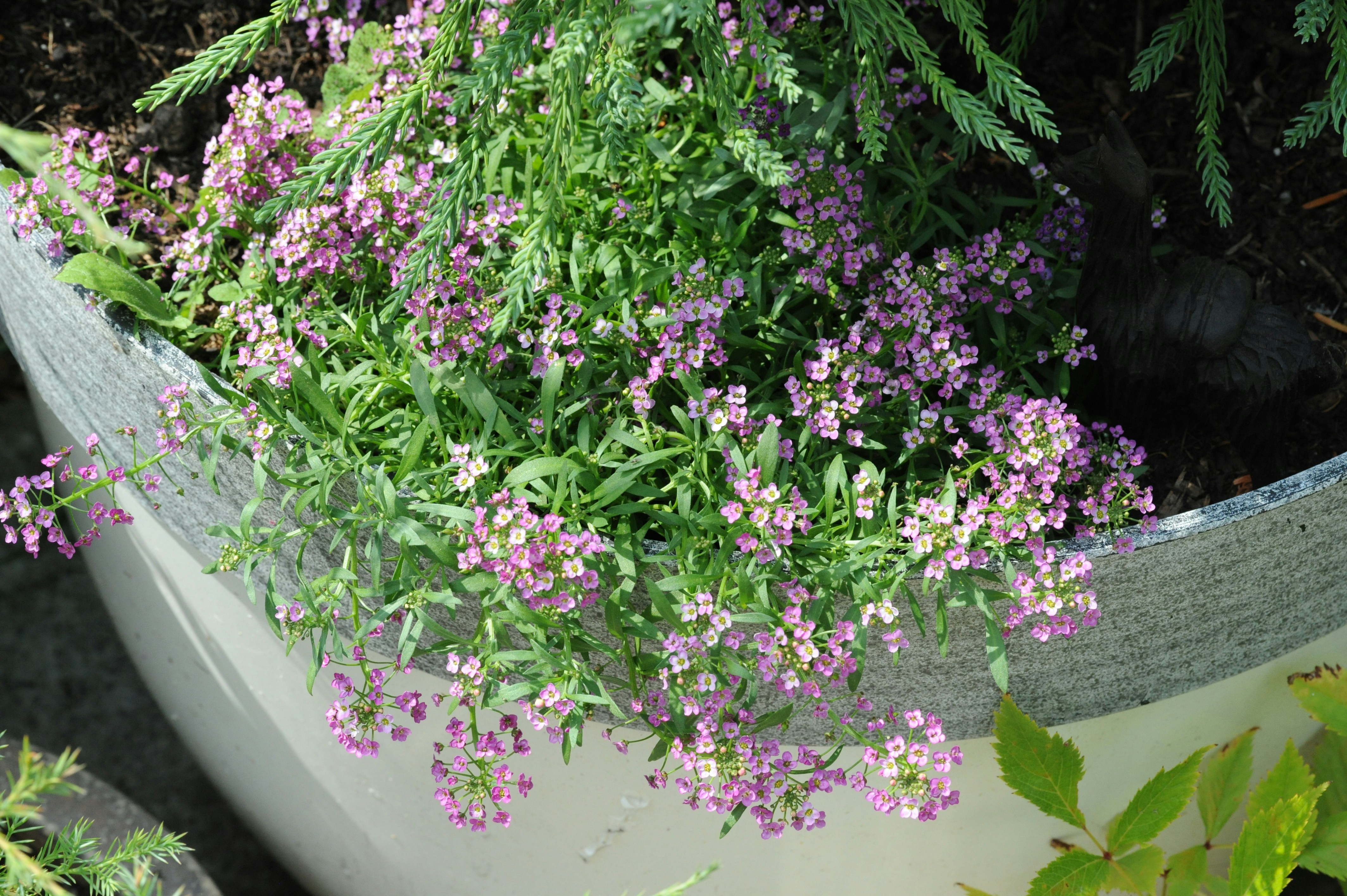 une jardinière remplie de beaucoup de fleurs violettes