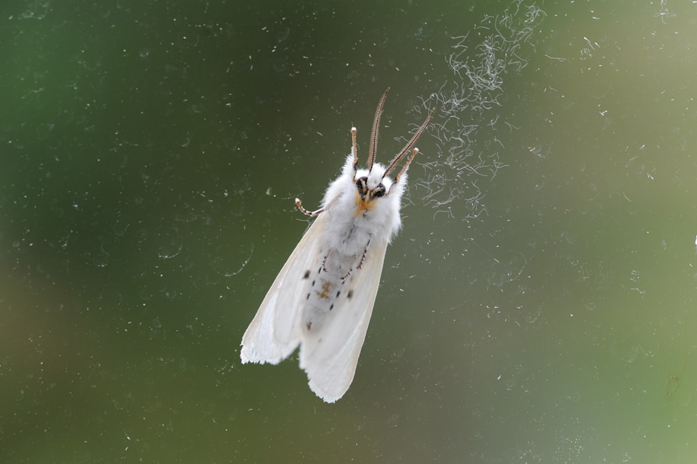 a close up of a moth on a window