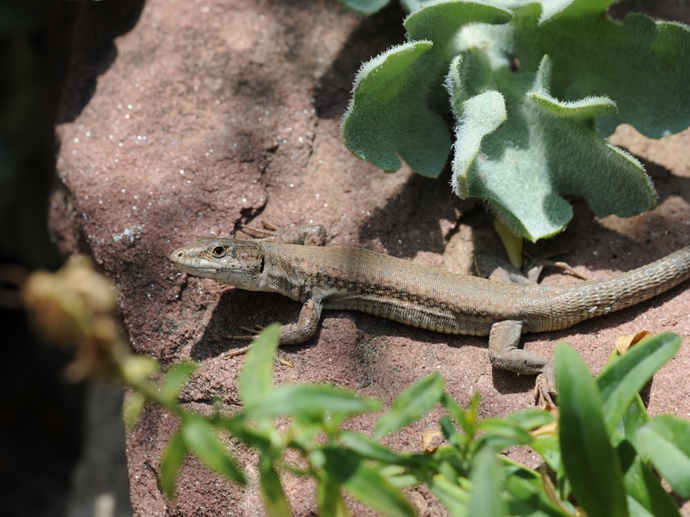 a lizard sitting on top of a rock next to a plant