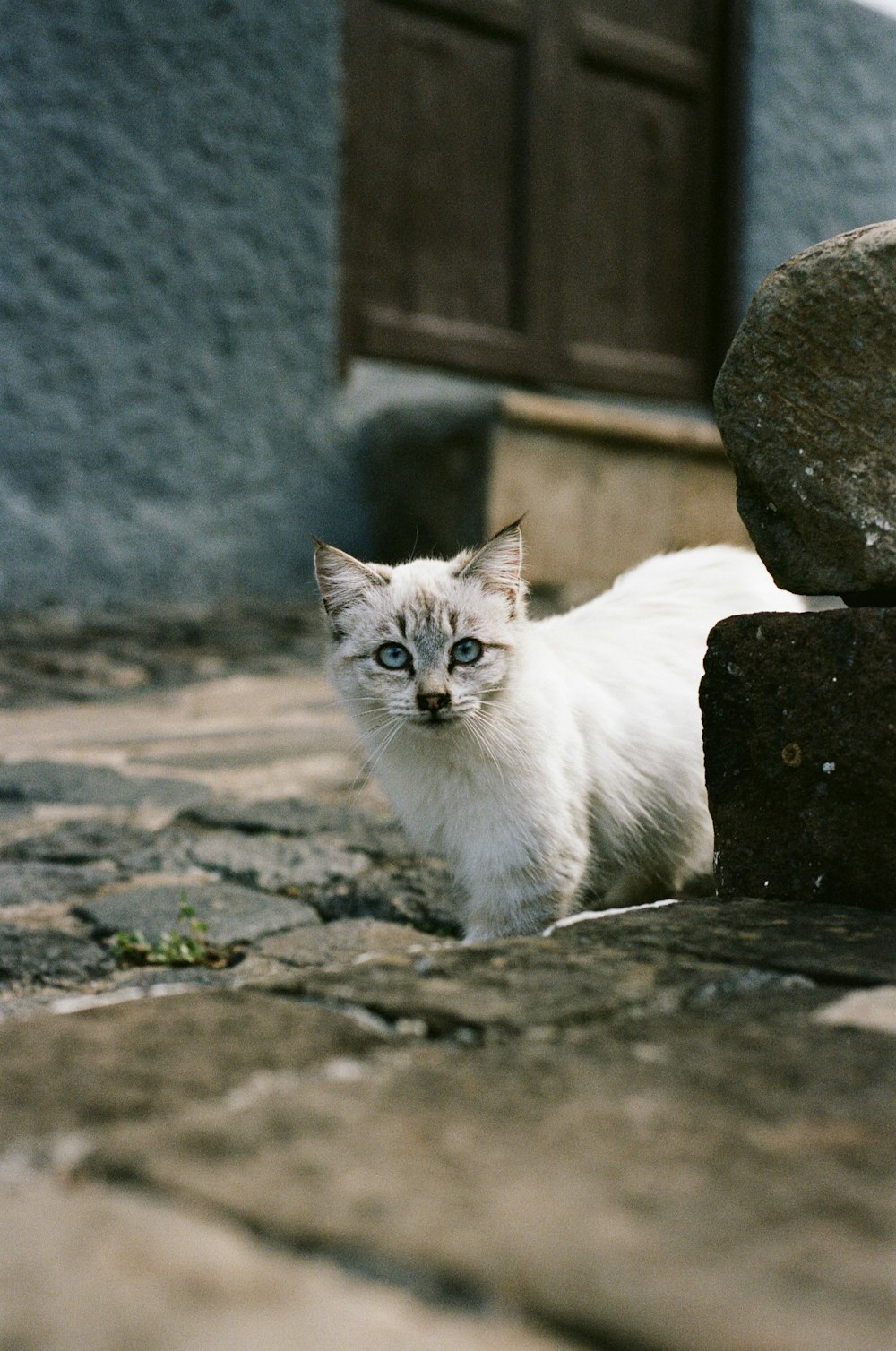 a small white cat standing next to a rock