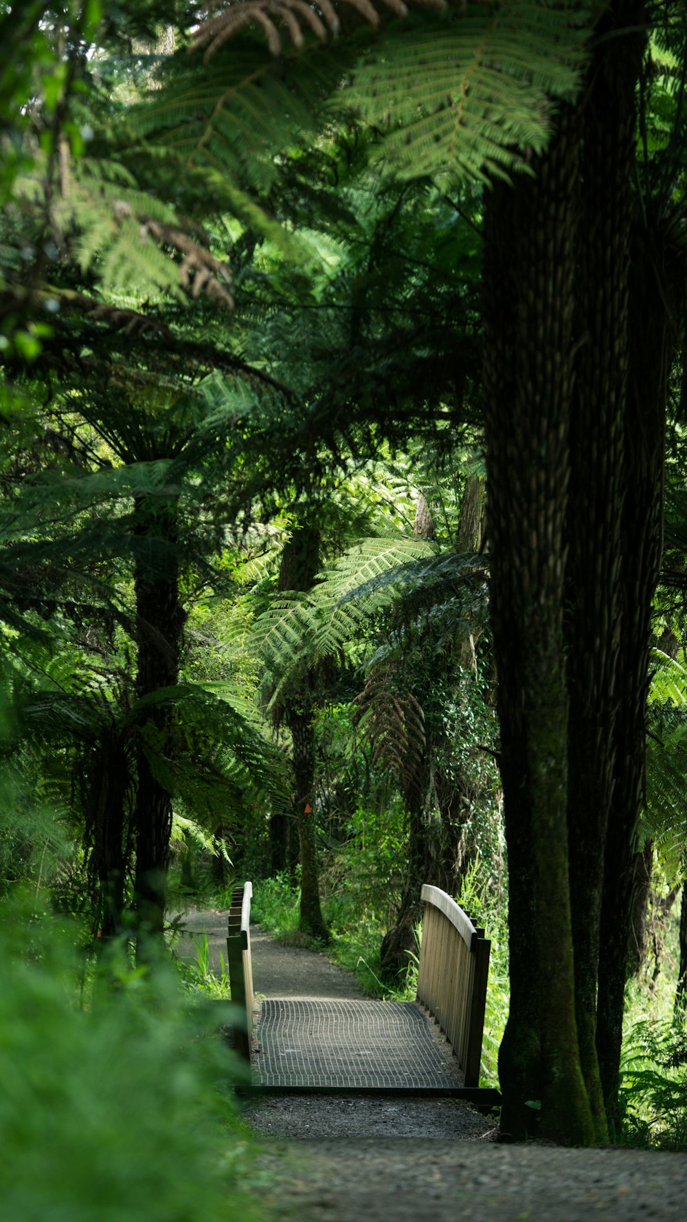 um banco de madeira sentado no meio de uma floresta