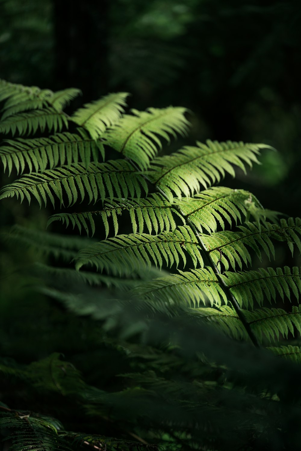 a close up of a fern leaf in a forest