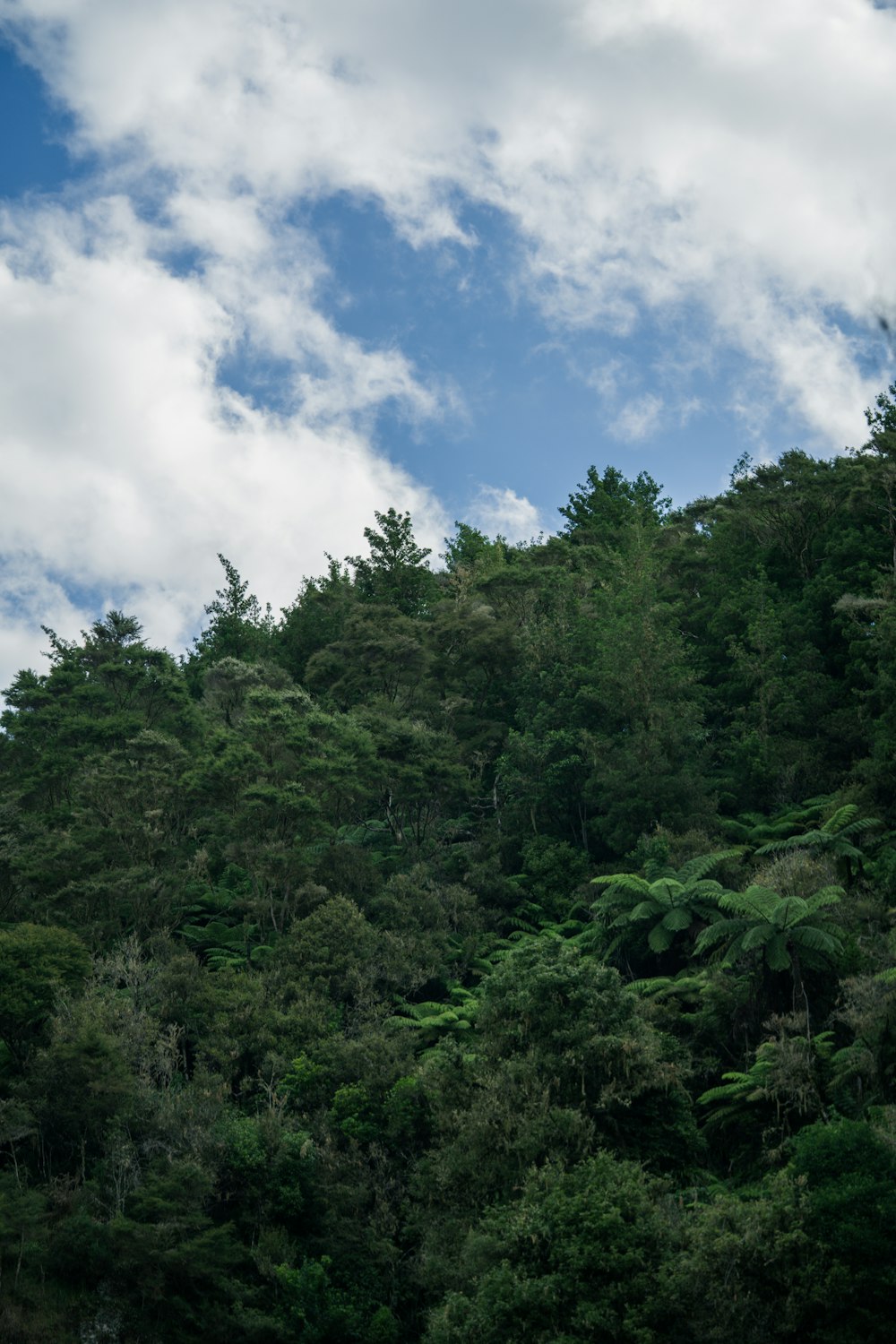 uma colina com árvores ao lado e nuvens no céu