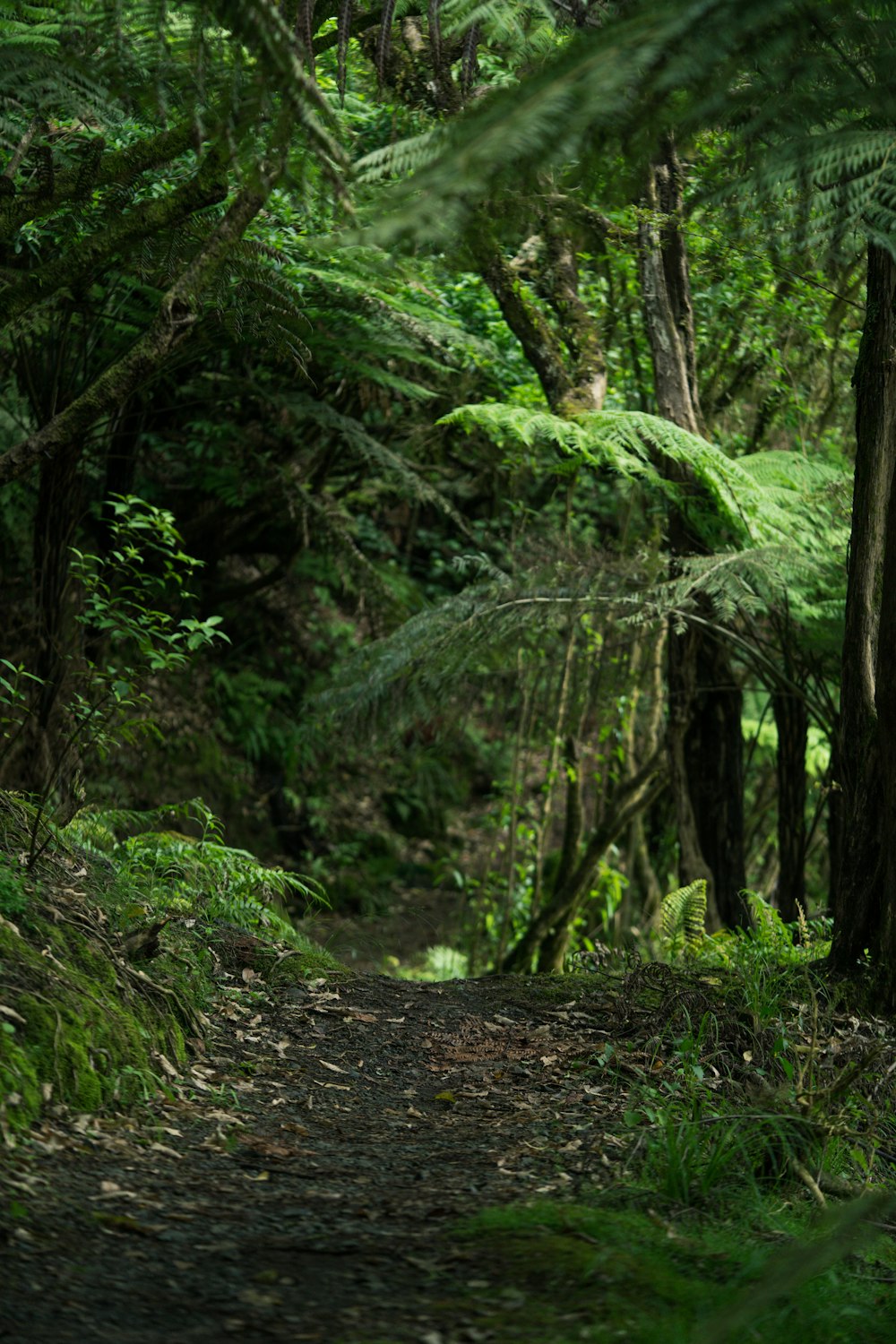 Um caminho no meio de uma exuberante floresta verde