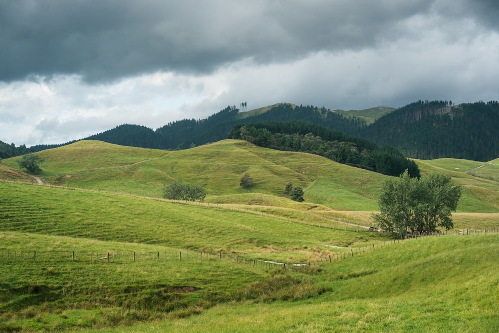 a lush green hillside covered in lush green grass