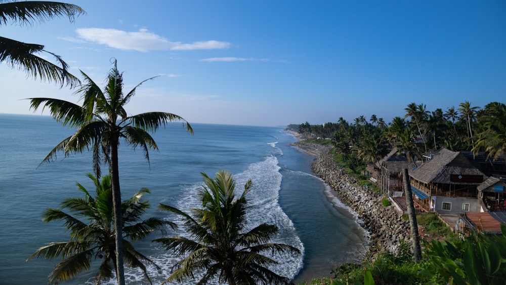 a view of a beach with palm trees