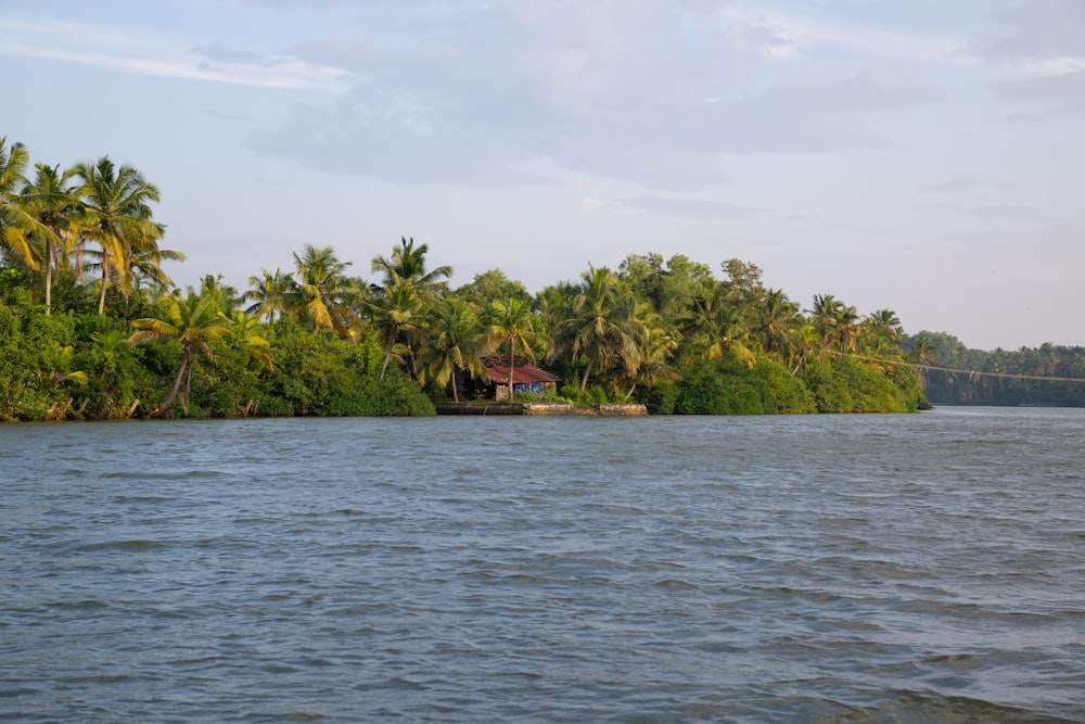 a body of water surrounded by palm trees