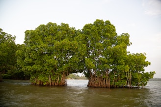 a group of trees that are in the water