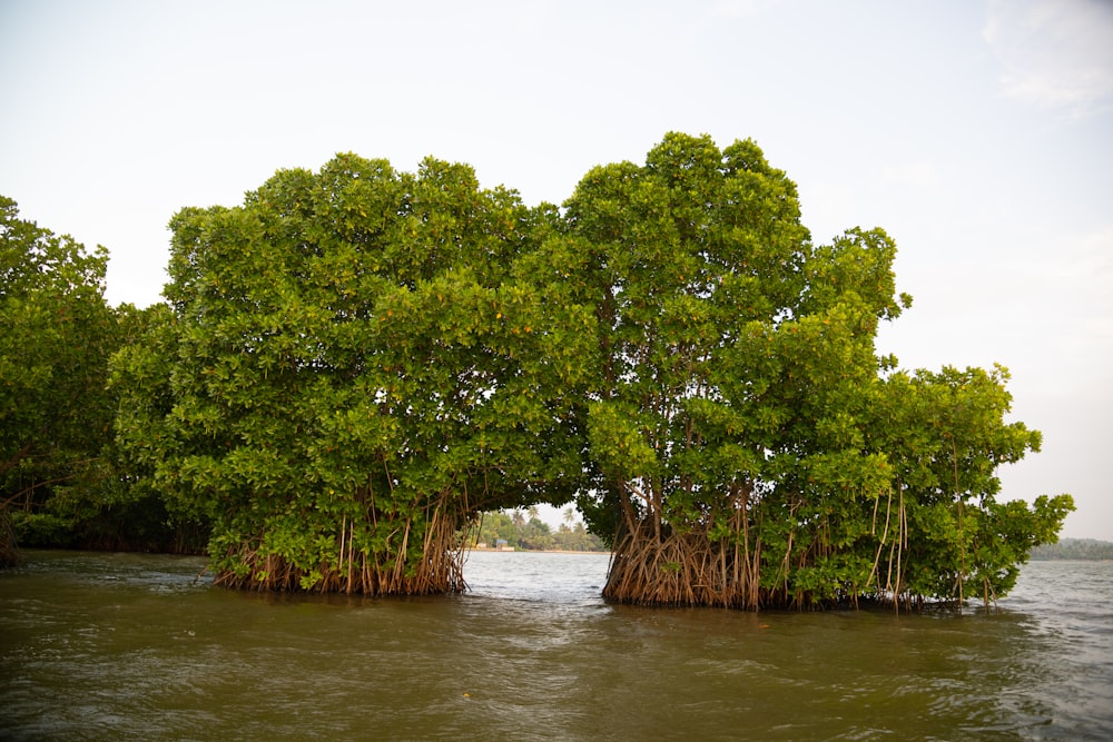 a group of trees that are in the water