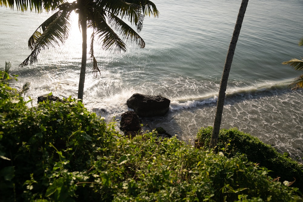 a view of a body of water with a palm tree in the foreground