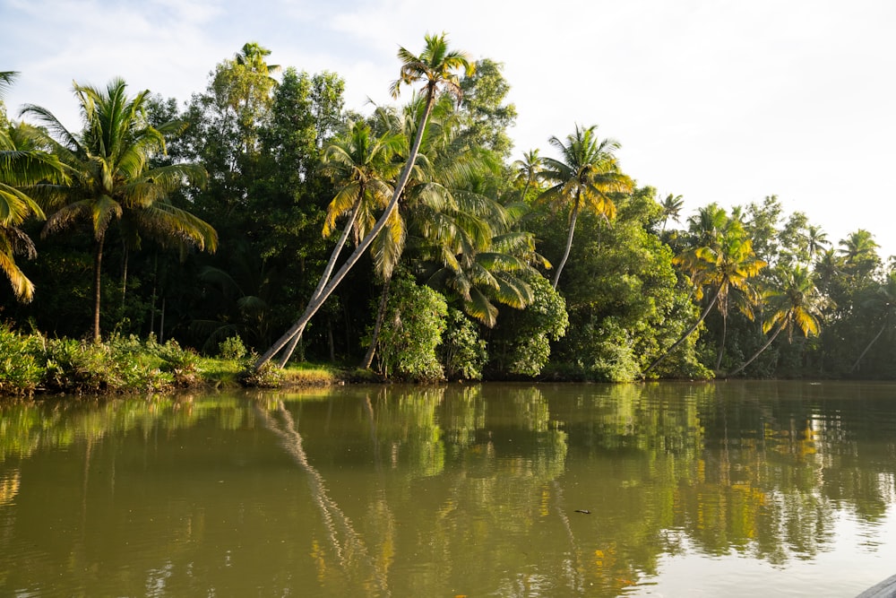 a body of water surrounded by palm trees