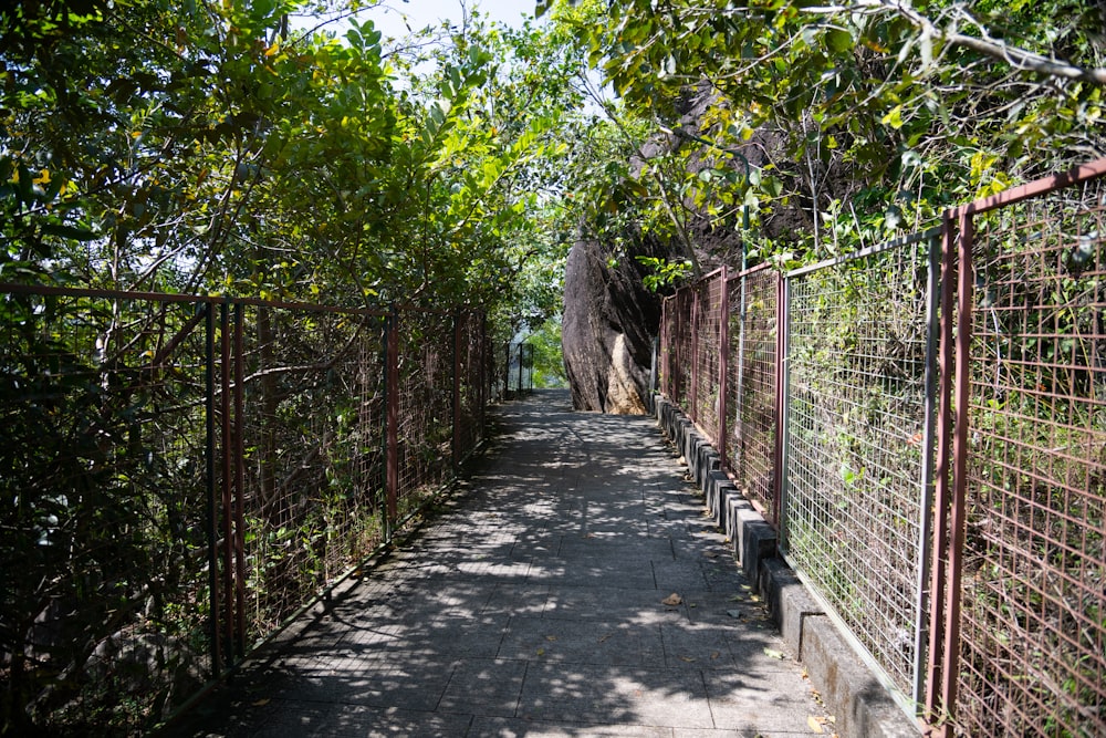 a path lined with trees and a fence