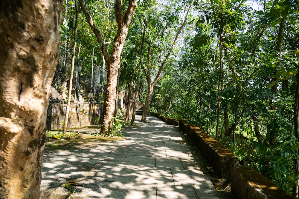 a walkway in the middle of a lush green forest