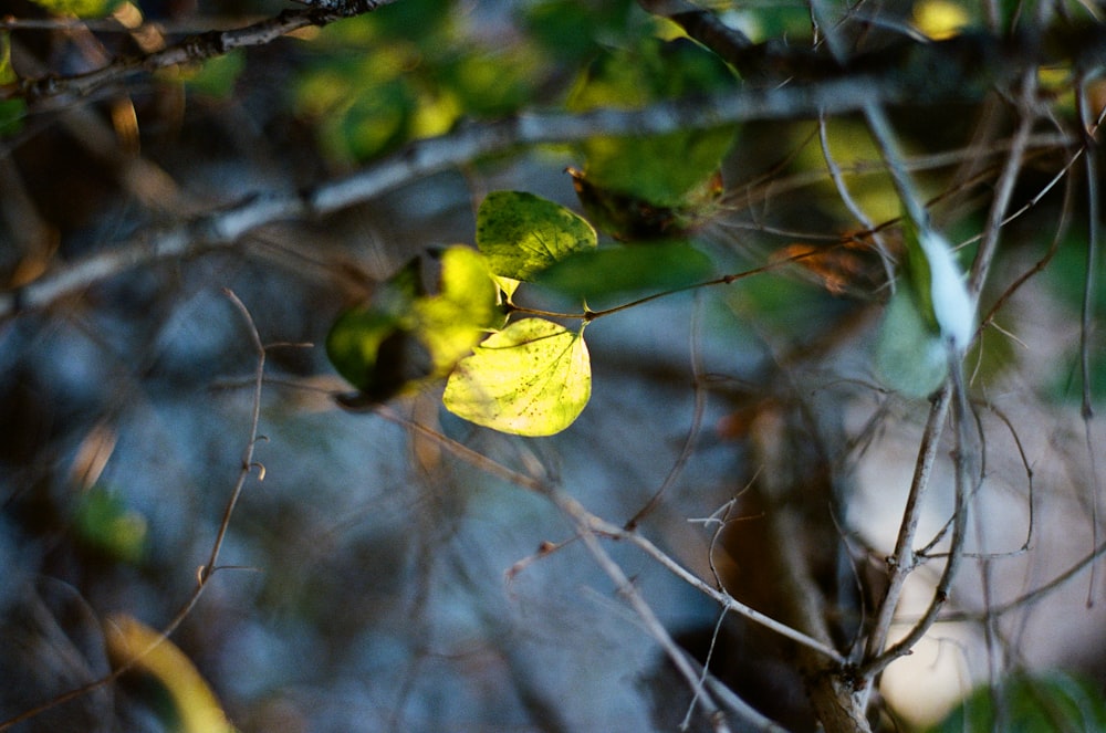 a yellow leaf on a tree branch in a forest