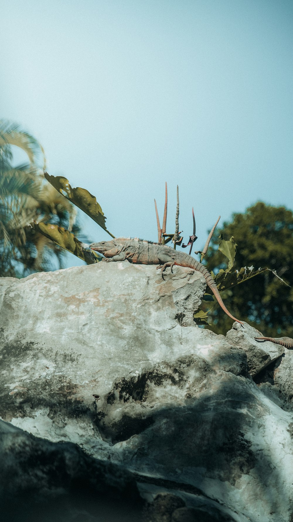 a lizard sitting on top of a rock