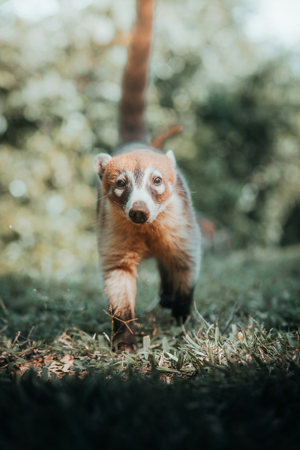 a small brown and white dog walking across a grass covered field