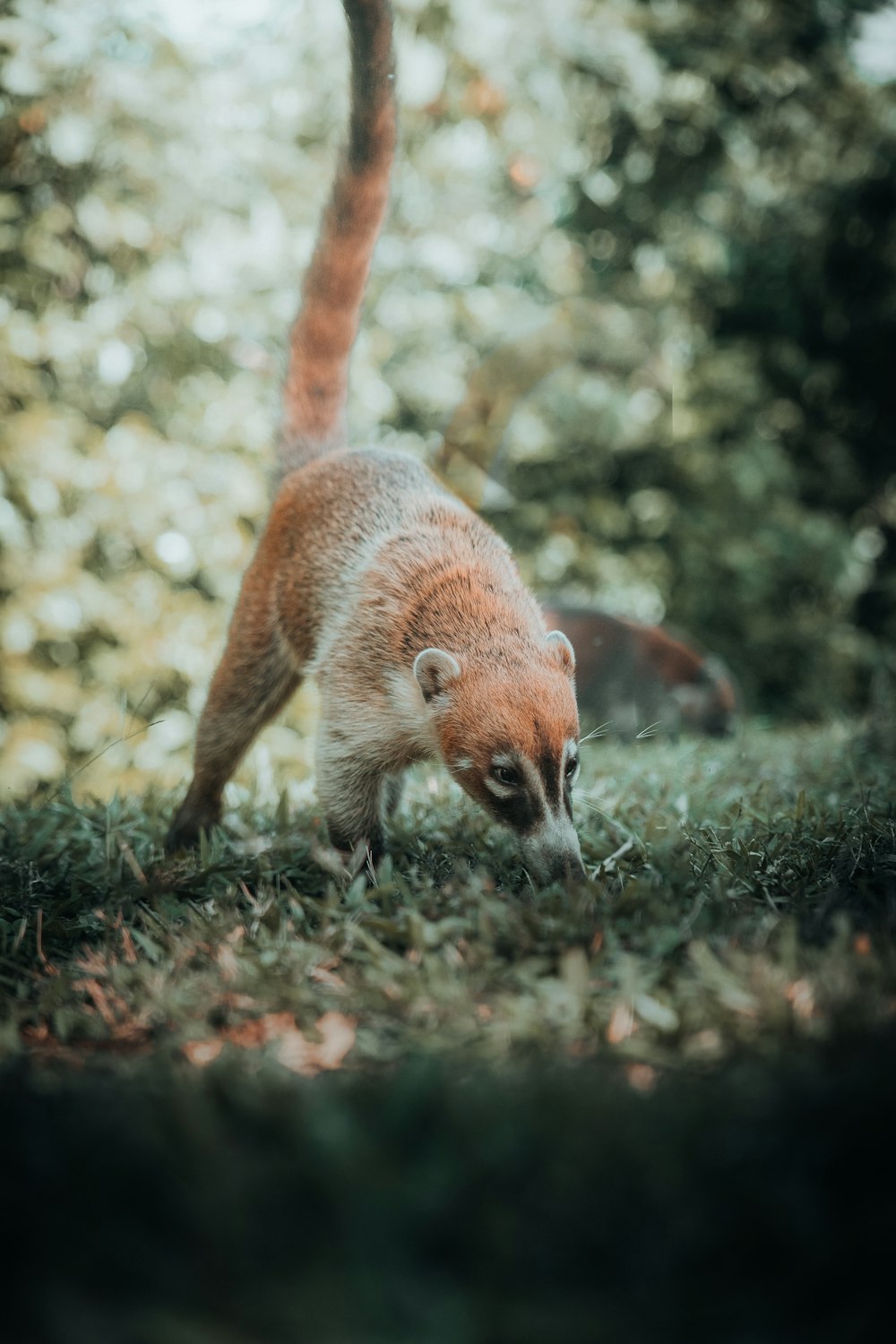 a small animal walking across a lush green field
