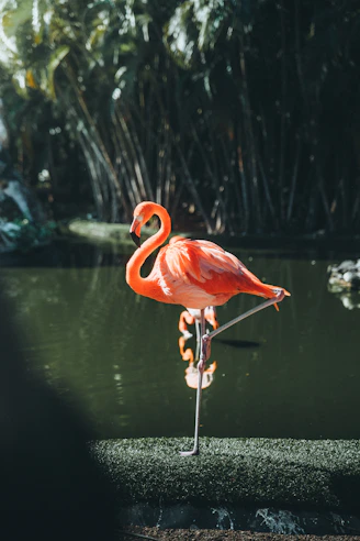 a pink flamingo standing on top of a lush green field