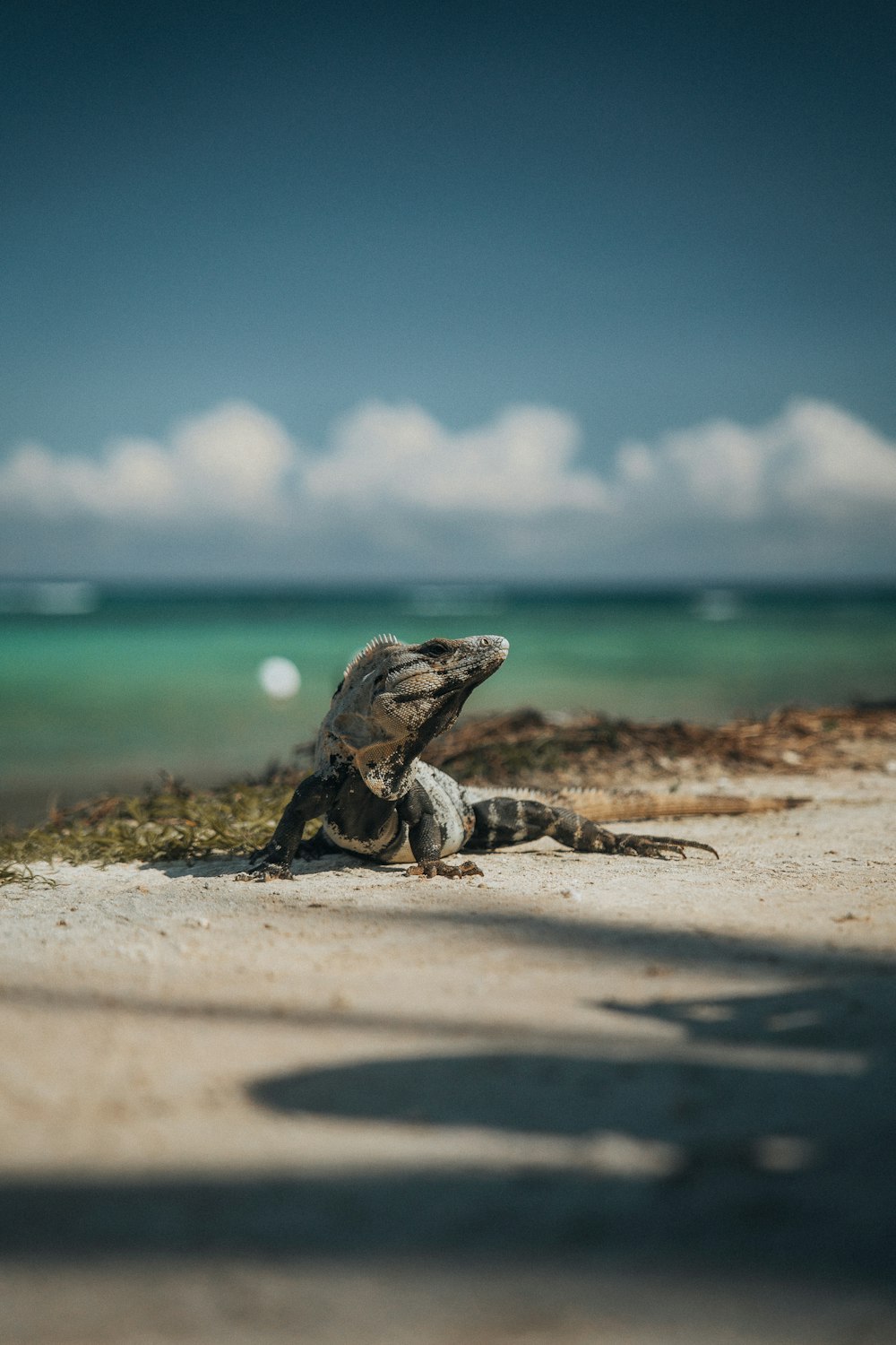 a lizard is sitting on the sand near the water