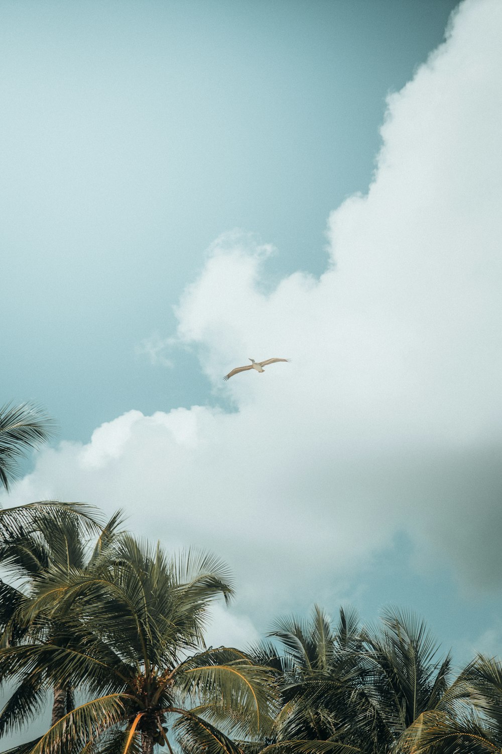 a bird flying in the sky over palm trees