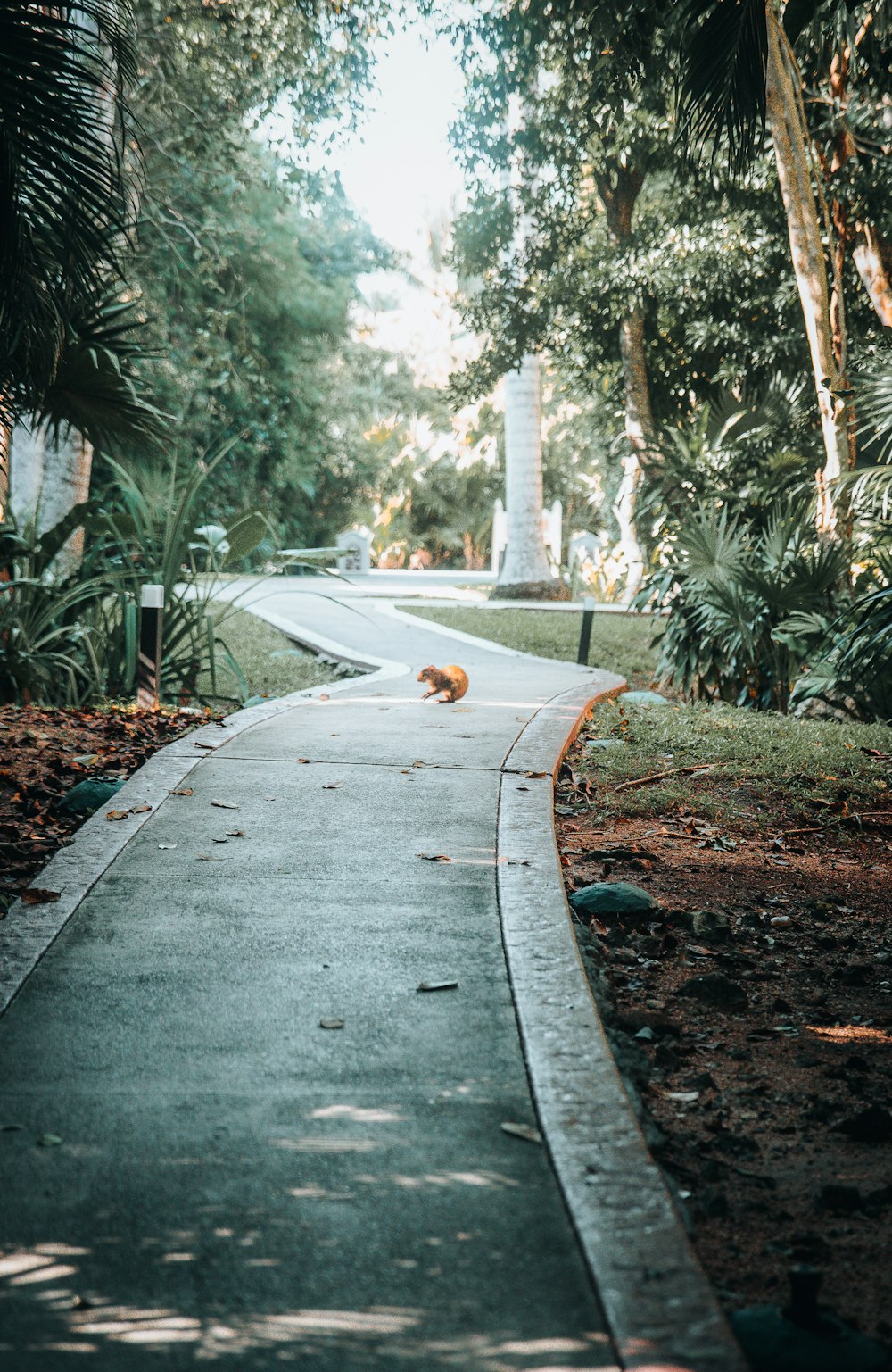 a cat walking down a sidewalk in a park