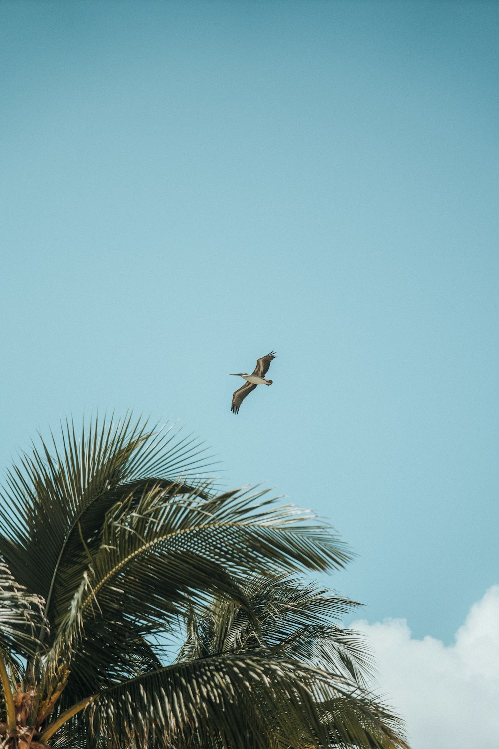 a bird flying over a palm tree on a sunny day