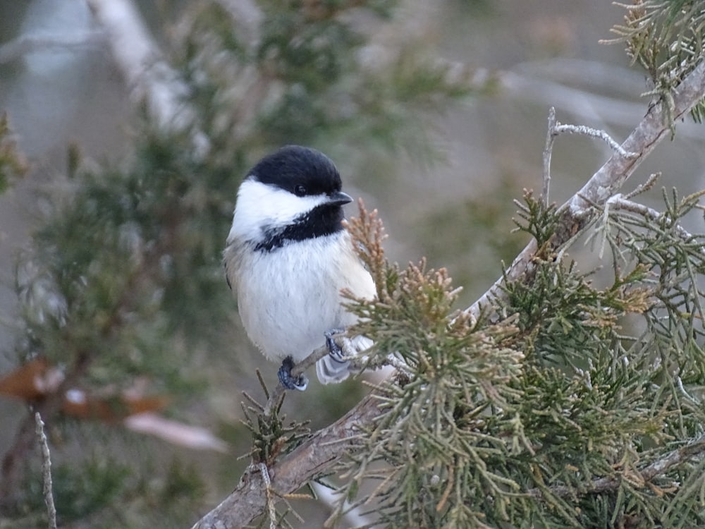 a black and white bird perched on a tree branch