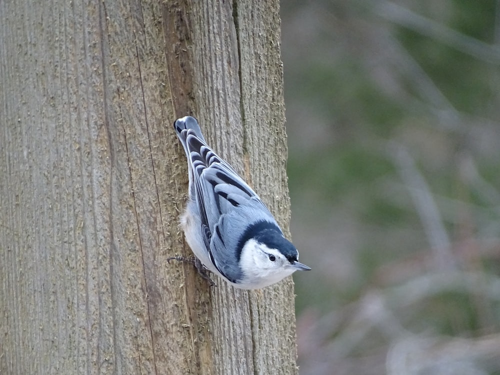 a blue jay perches on the side of a tree