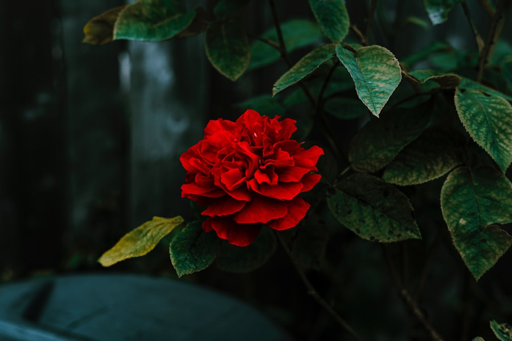 a red rose is blooming in a garden