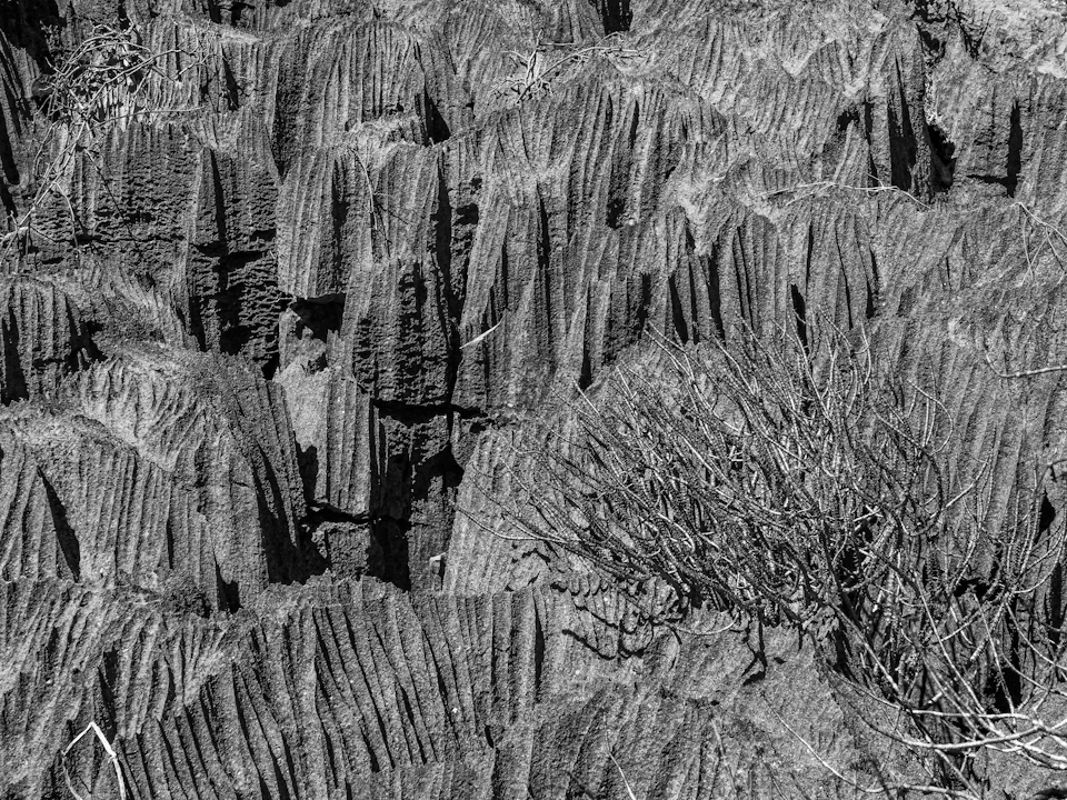 The image depicts a rocky cliff face with numerous tall, pointed formations resembling stalactites and stalagmites. The rocks are covered in lichen, adding a touch of green to the otherwise monochromatic scene. In the foreground, there is a small plant growing on the right side of the frame, providing a contrast between the rugged landscape and the delicate vegetation.

The image is captured from a low angle, emphasizing the height of the rock formations and making them appear even more imposing against the sky. The black and white color scheme enhances the dramatic effect of the scene, drawing attention to the textures and patterns created by the lichen on the rocks.
