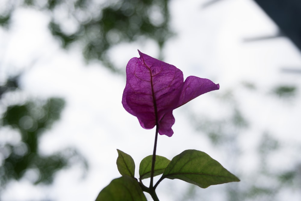 a purple flower with green leaves in the foreground