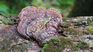 a close up of a mushroom on a tree