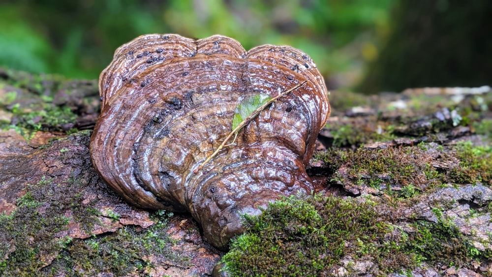 a close up of a mushroom on a tree