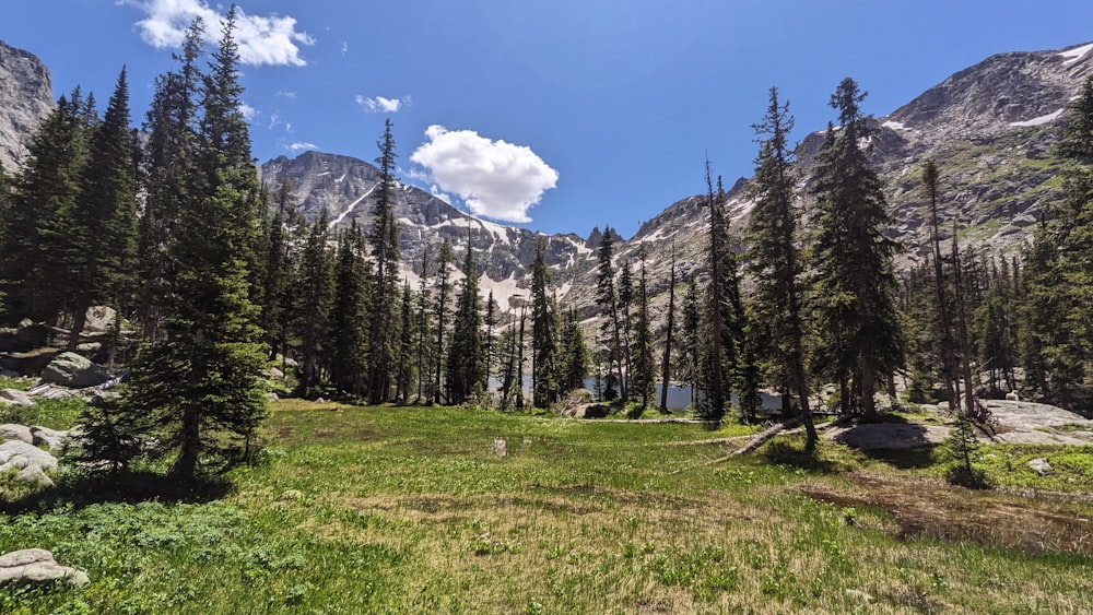 a grassy field with trees and mountains in the background