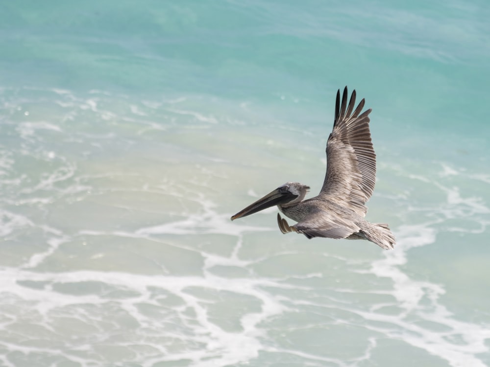 a pelican flying over the ocean on a sunny day