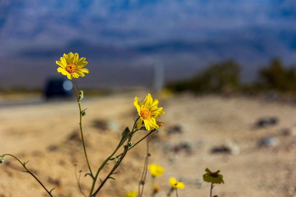 a yellow flower in the middle of a desert