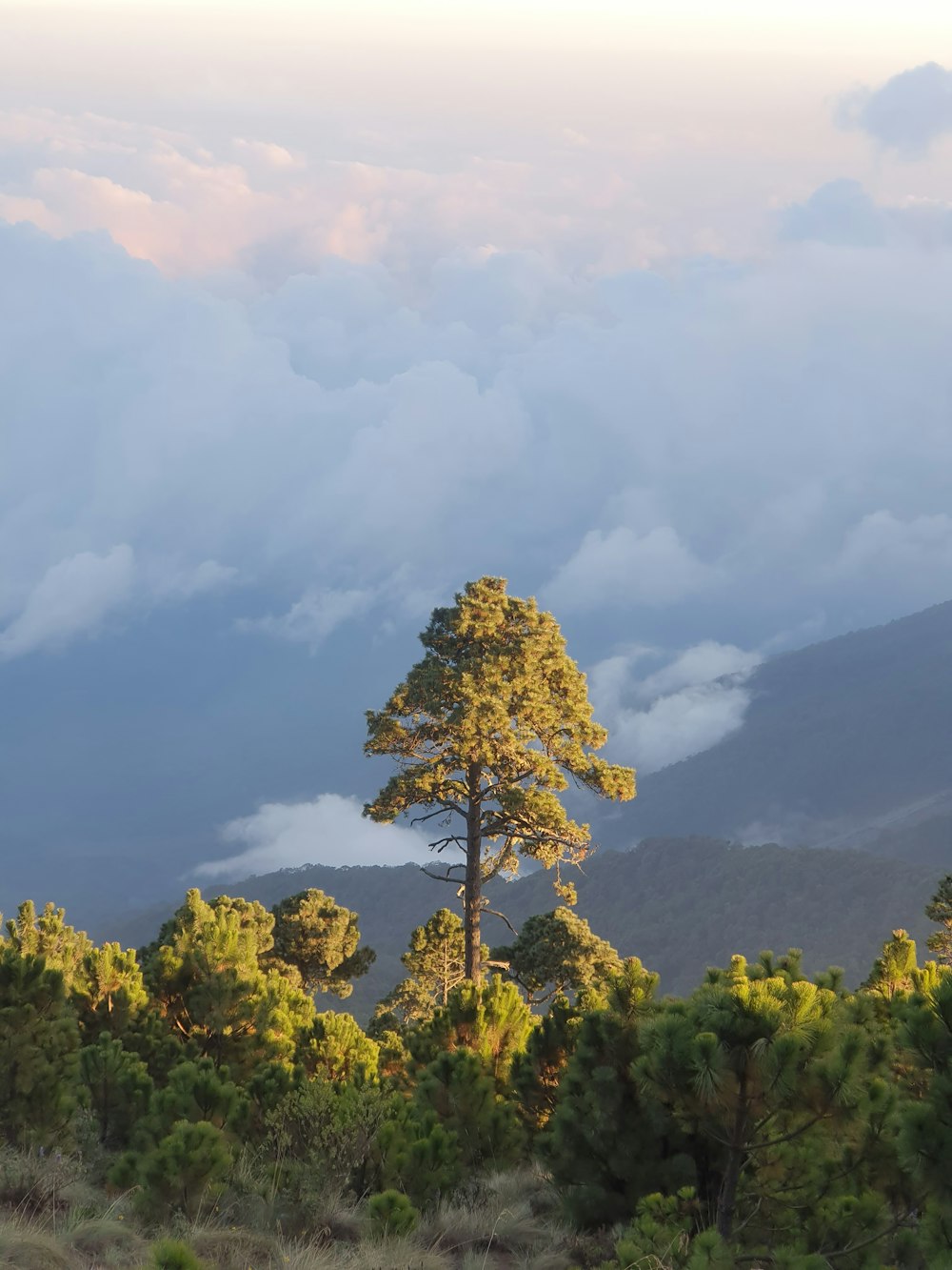 a lone pine tree stands in the foreground as clouds loom in the distance