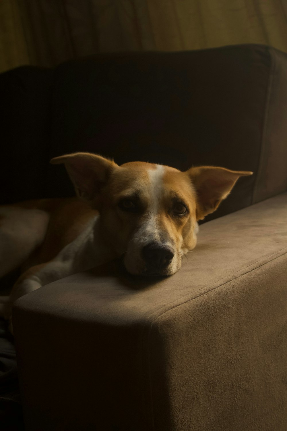 a brown and white dog laying on top of a couch