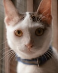 a close up of a cat near a window
