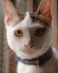 a close up of a cat near a window