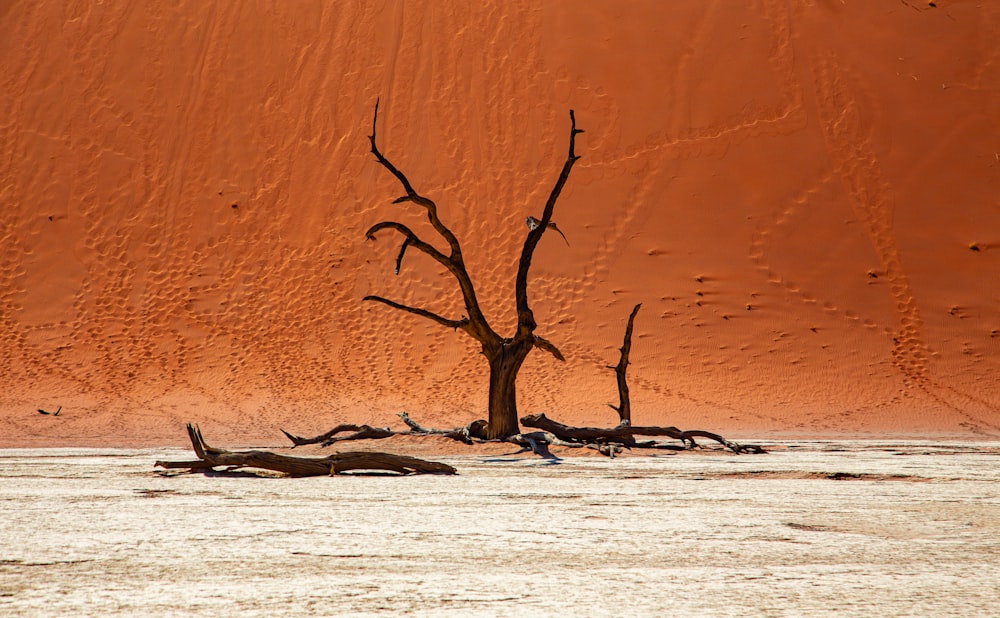 a dead tree in the middle of a body of water