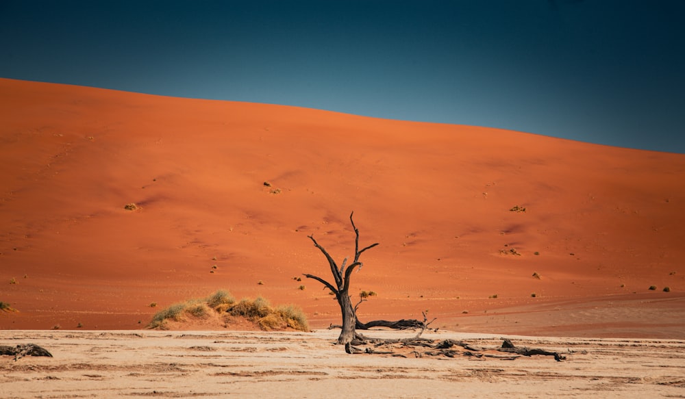 a lone tree in the middle of a desert