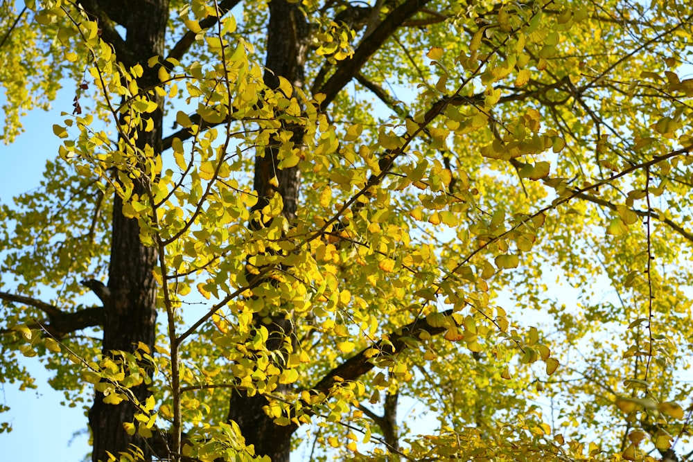 a tree with yellow leaves and a blue sky in the background