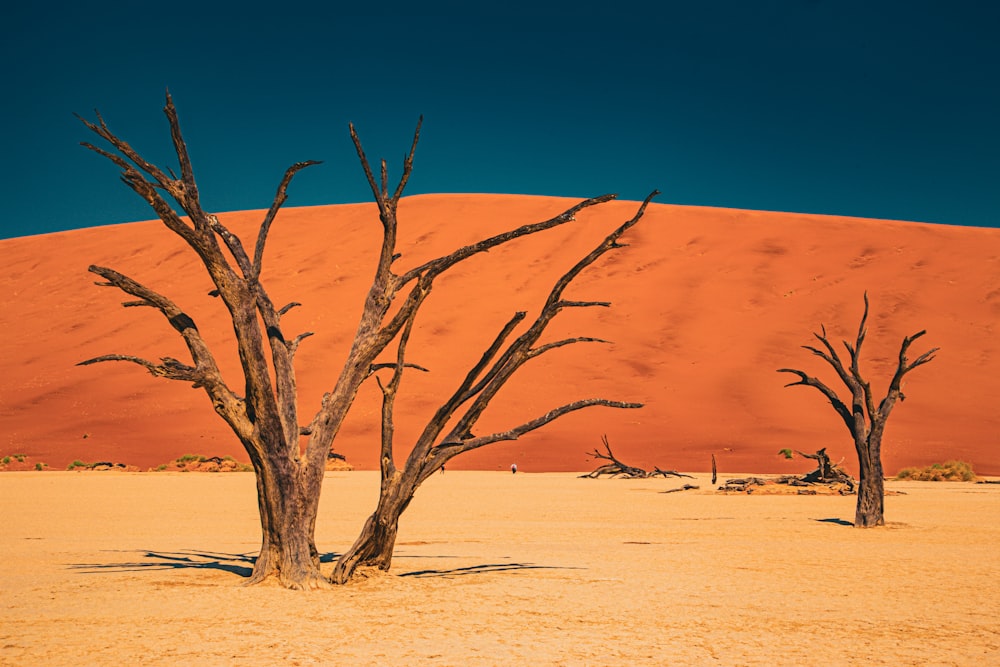 a couple of dead trees in the middle of a desert
