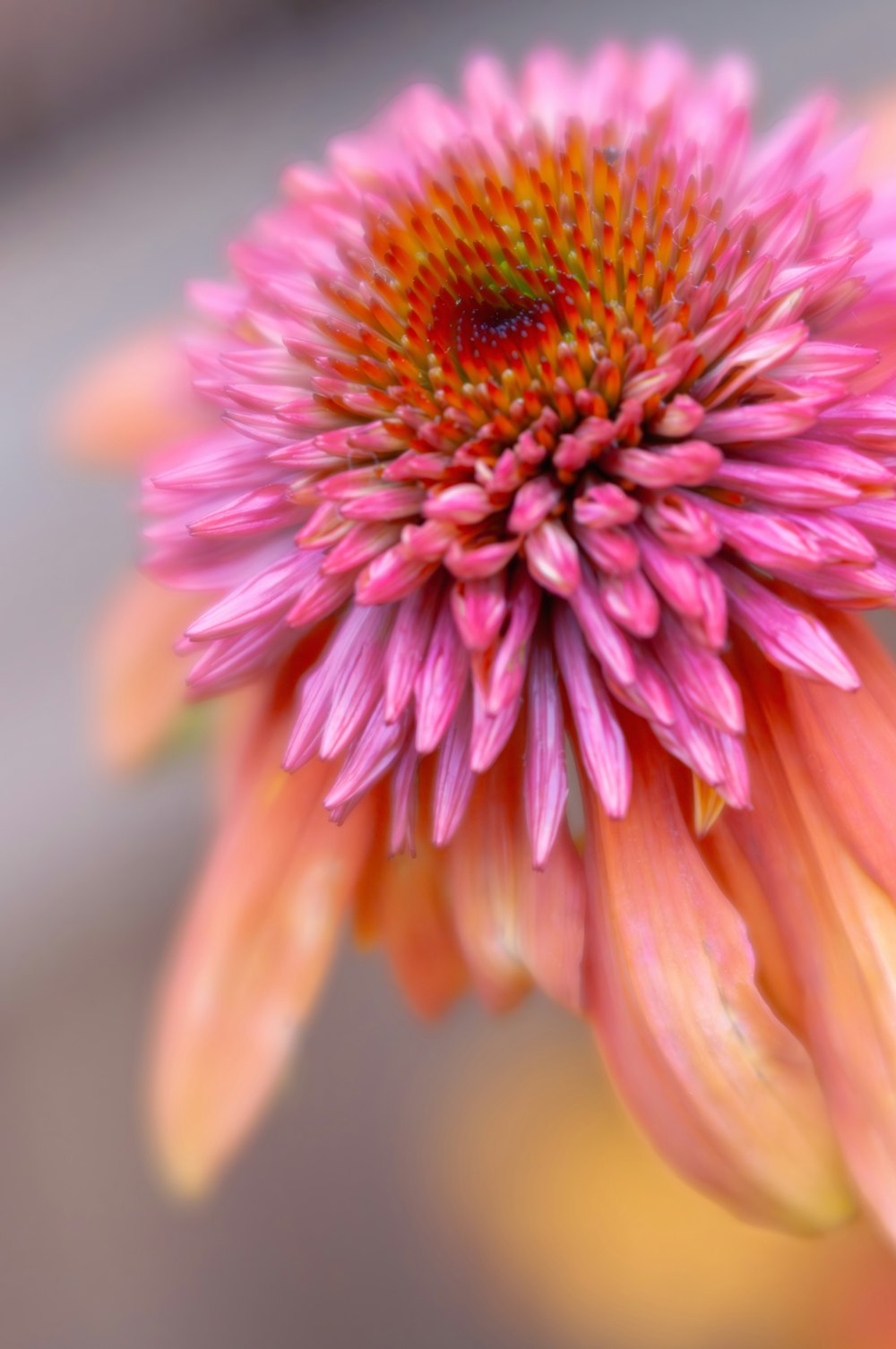 a close up of a pink flower with a blurry background