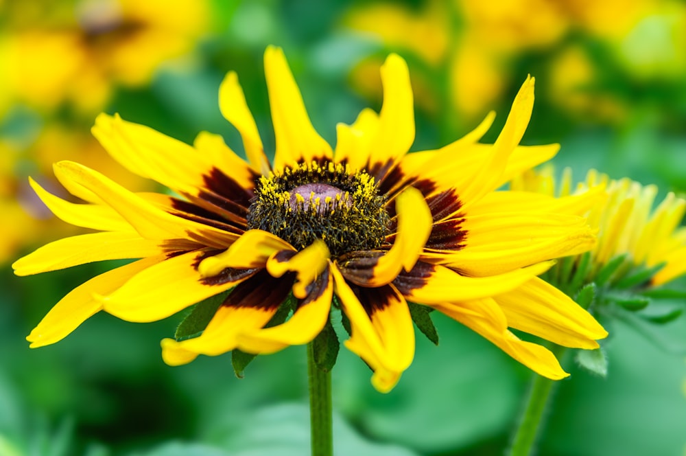 un grande fiore giallo con un'ape su di esso