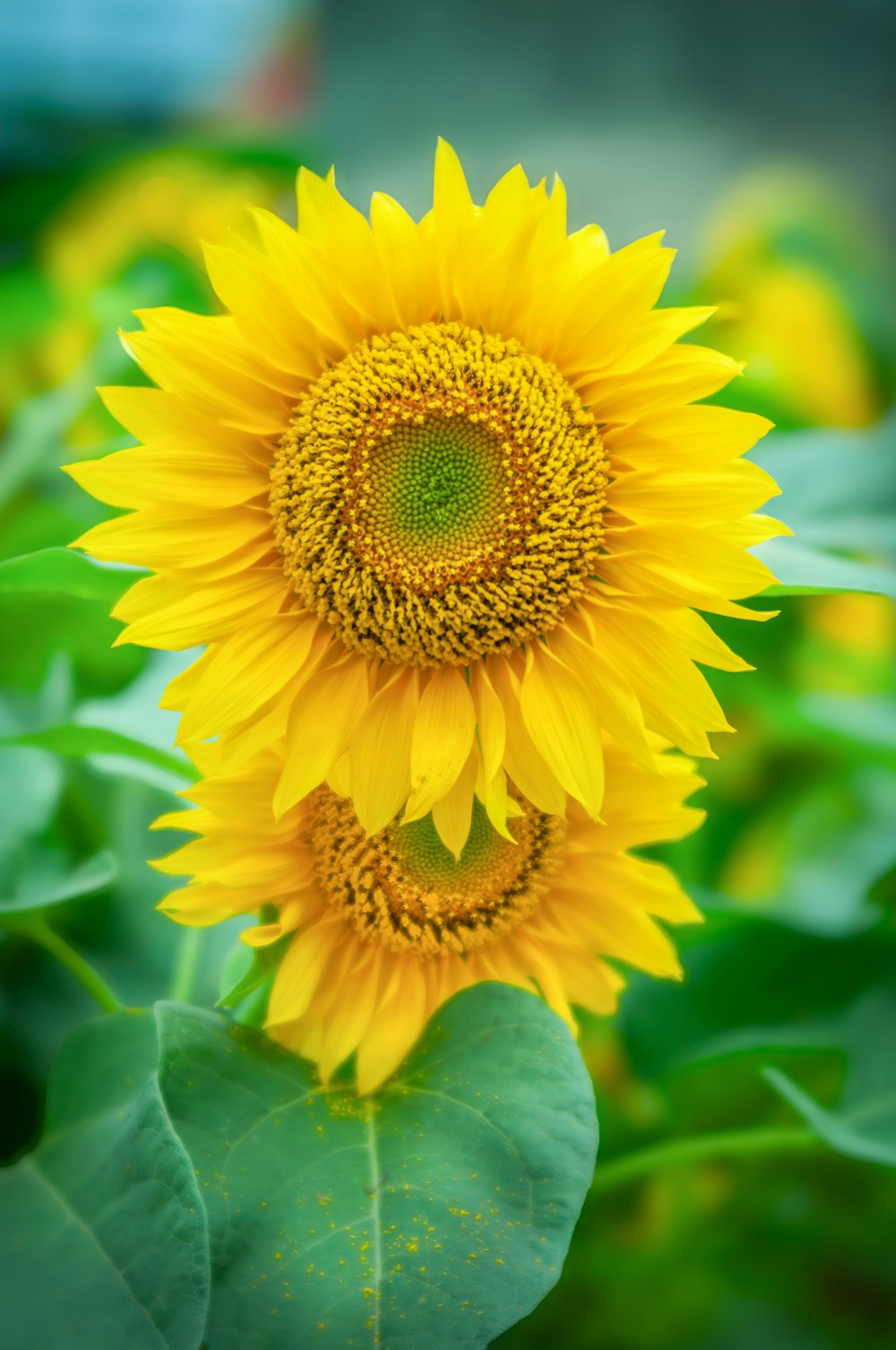 a large yellow sunflower in a field of green leaves