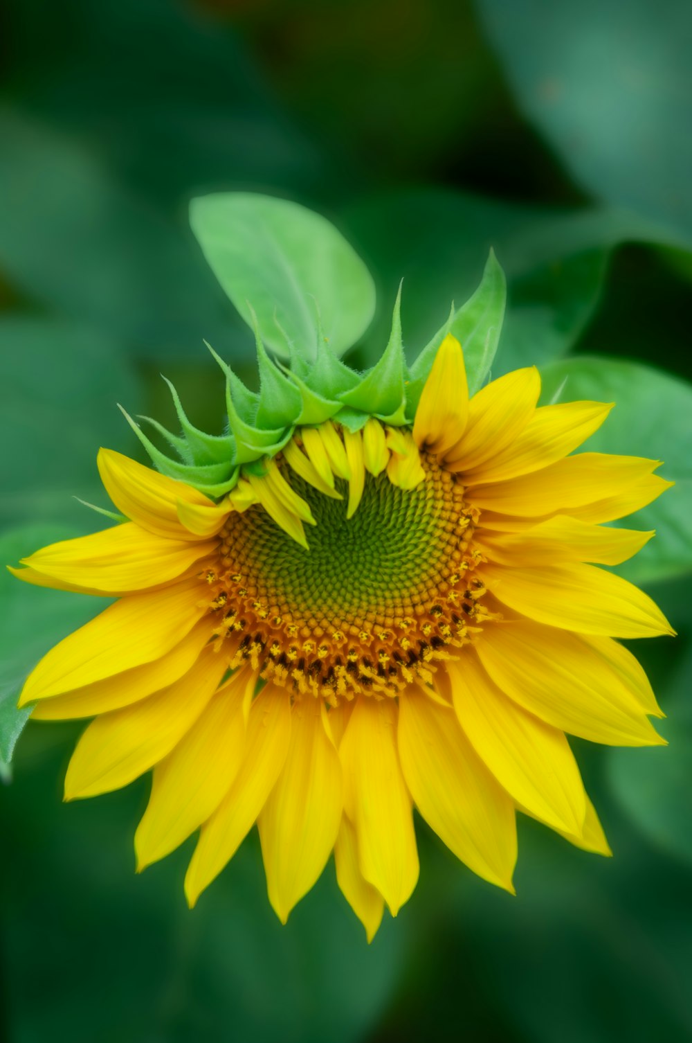 eine gelbe Sonnenblume mit grünen Blättern im Hintergrund