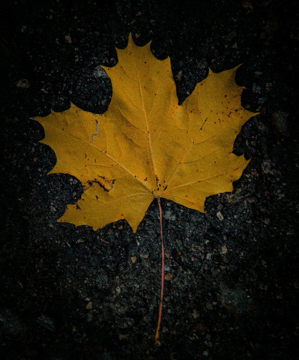 uma folha amarela deitada no chão