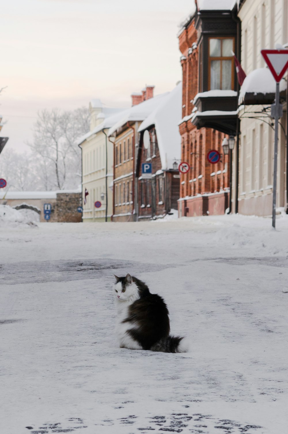 a black and white cat sitting in the snow